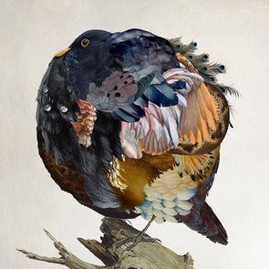Rosco Brittin - 'A Common Blackbird'